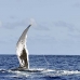 whale_humpback_v_00517_dom2565.jpg